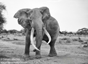 KENYA 2024 CLASSIC